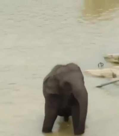 Baby elephant dancing
