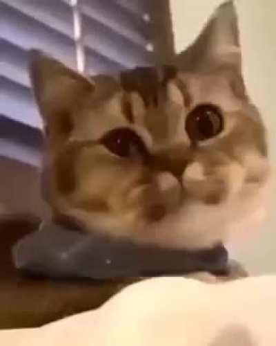 Something for Jeannie.