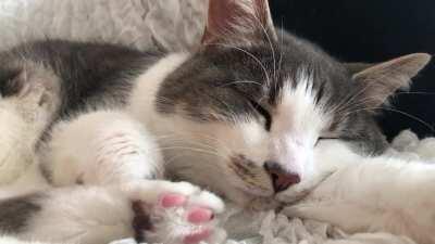 In the middle of a Skype-meeting, they asked why we have an annoying goose in our house