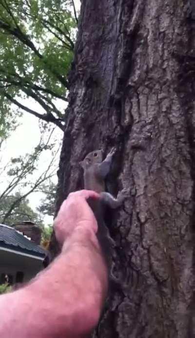 To release a squirrel