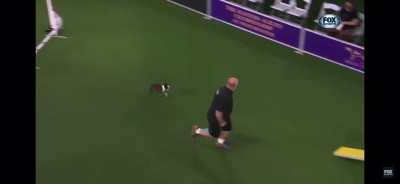 To compete in Agility