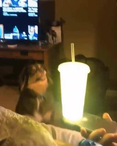 A dog becomes a believer