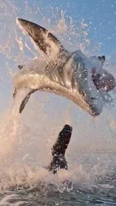 🔥 Great white shark jumping out of the water