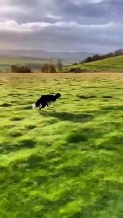 They did the dog justice with this one