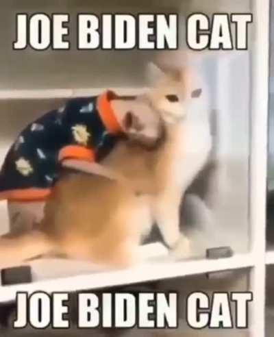 Joe Biden Cat