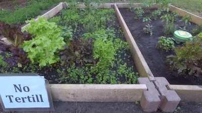 Робот на солнечных батарейках для прополки грядок на огородике :)