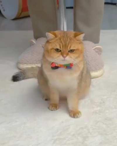 crUEL HOoMAN INfLATEs CAT uNTIL He BLOWs uP