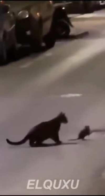 Türkiye'den gelen fare Amerikalı kediyi tokatlıyor oynat bakalım