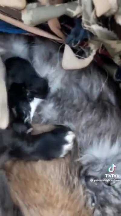 Puppies protecting mother and her newborn kittens