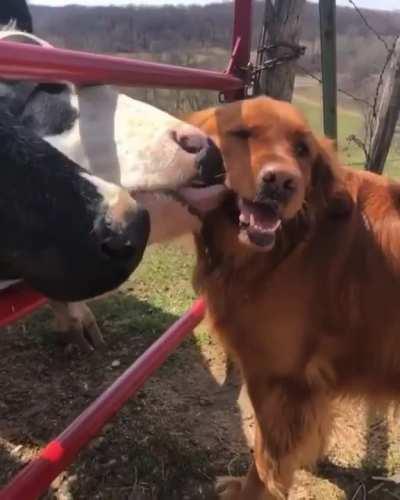 Pupper being groomed by some happy cows