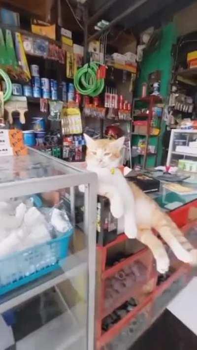 Khajiit says hi if you have coin