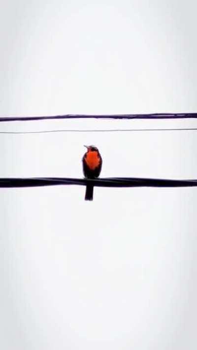 amo el canto de la Loica