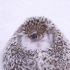 A rolley polley yawn