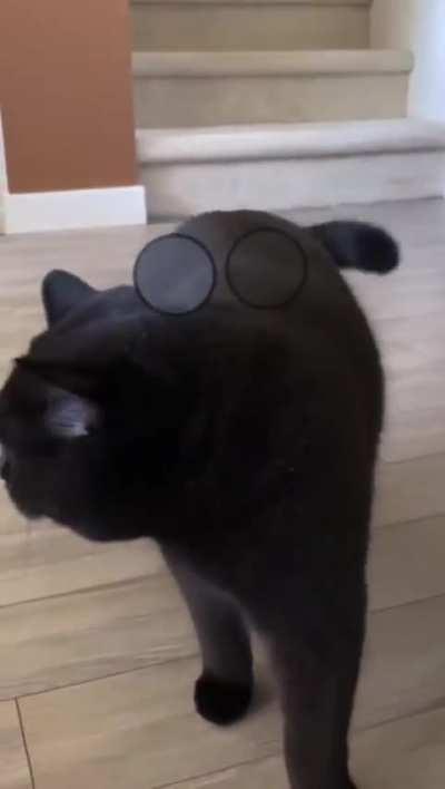 A nice fucking kitty