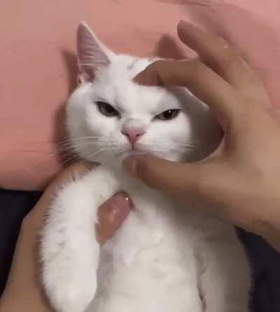 How to make your cat angry in one second