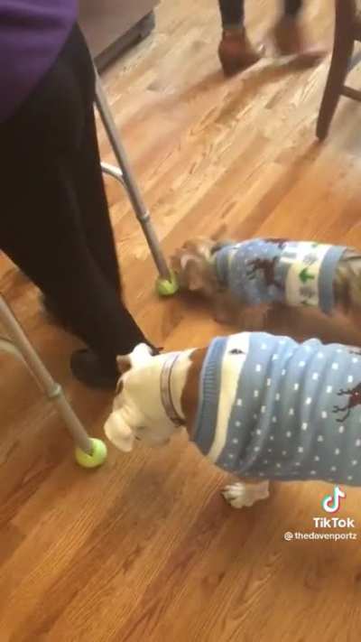 The sticky bandits, trying to steal from the elderly.