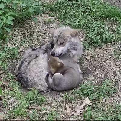 Baby Wolf cuddling mother in the wild..