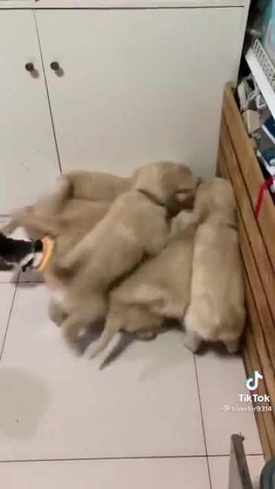 iNnOcEnT cAt gEtS mAuLeD