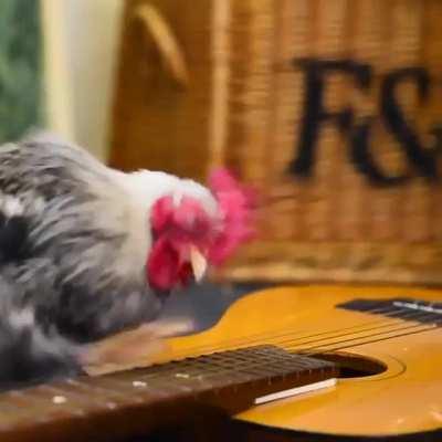 Chicken song