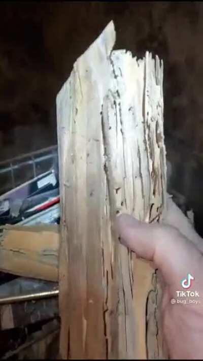 Termite damage
