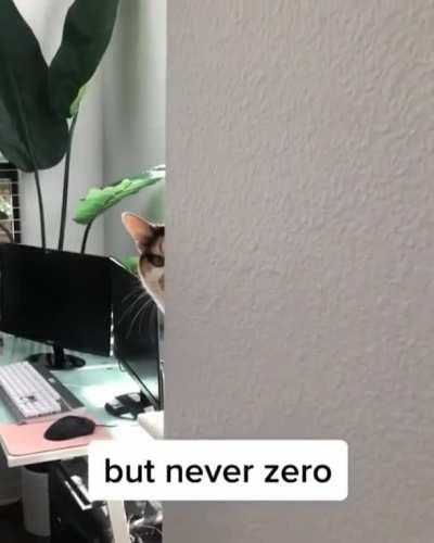 Now I'm scared of my cat...