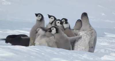 emperor penguin chicks are saved from a predator attack by a neighbouring adélie penguin, who then chaperones them back to their herd to make sure they're safe