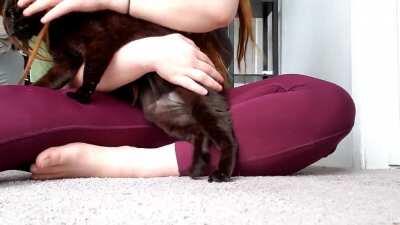 Please enjoy this cat bongo session, with acoustics provided by kitty Bombie (best scraggly at 1:23)