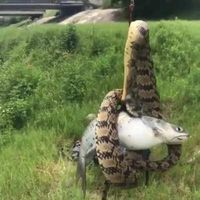 На хорошего червя и улов хорош