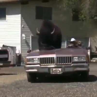 Man takes the bull on the ride in his car..