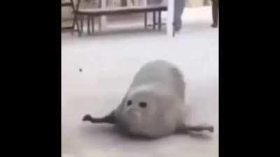 bouncy bouncy bouncy