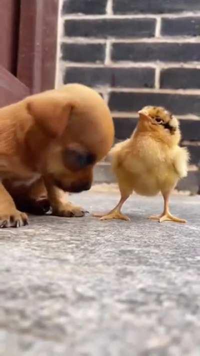 Sleepy puppy and chick trying not to let him fall