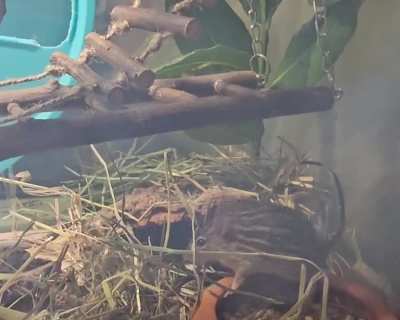 Today I adopted two rehomed zebra mice