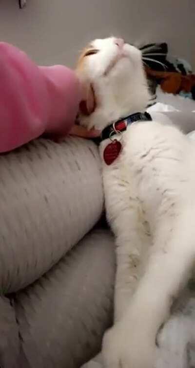 Touch tha owner until she pets m— ohhhohohooh yeaaAaa