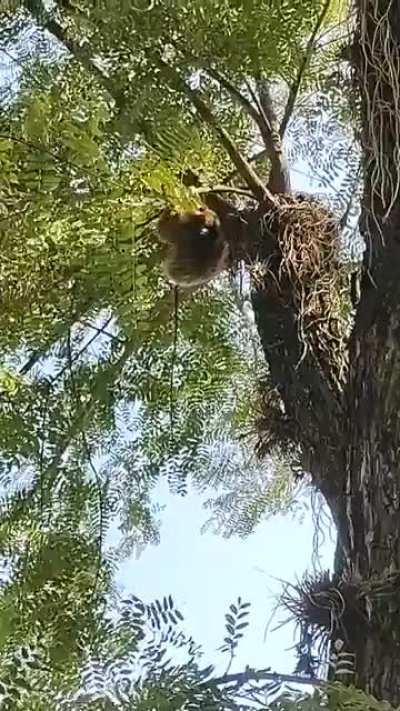 Un monito en la plaza 25 de mayo en resistencia.