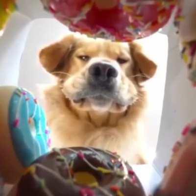 Dieting dog looks at sweet donuts