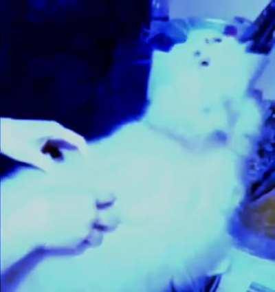 what does the cat say?