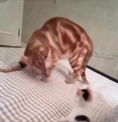 Cat vs Kitten