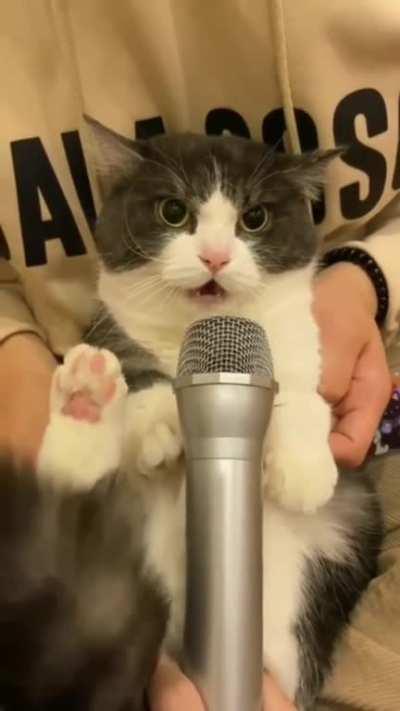 kitty is unimpressed