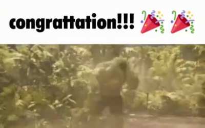 headache-inducing congratulation