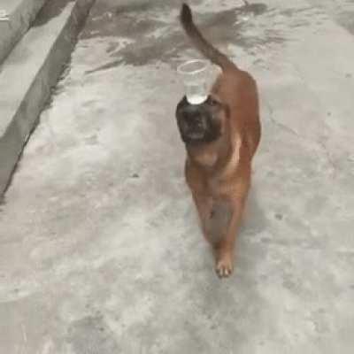 This is a rare hydration doggo, he comes to grant much water's.