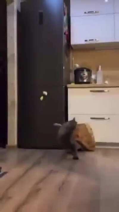 The cat didn't even know he could dance like that