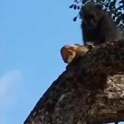 Monke using Lion cub as hostage.....Monke smart!!!