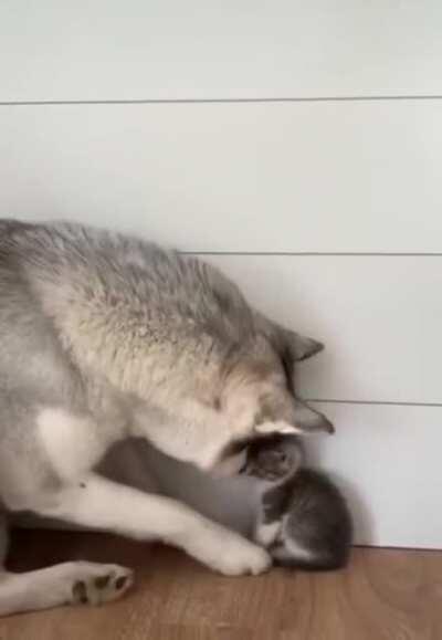 huGe wOlF bRuTaLLy cRuShEs iNnOcEnT hArMlEsS kItTeN