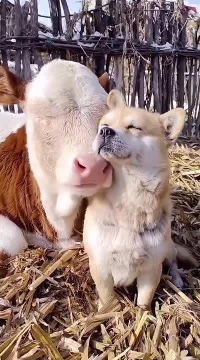 They seem to really like being together.