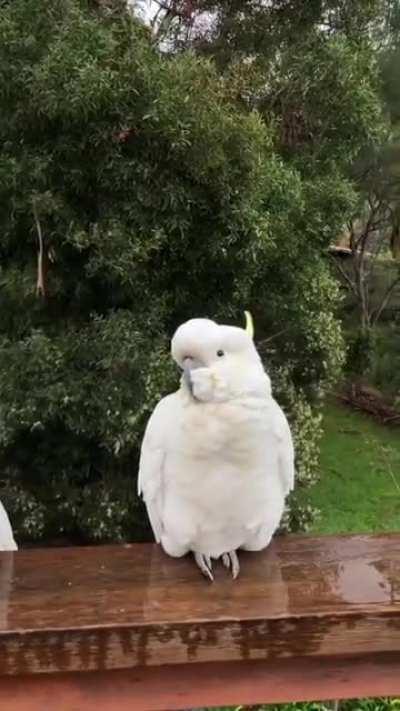 Cockatoos are monogamous breeders, with pair bonds that can last their entire lives. Established pairs often engage in preening each other.