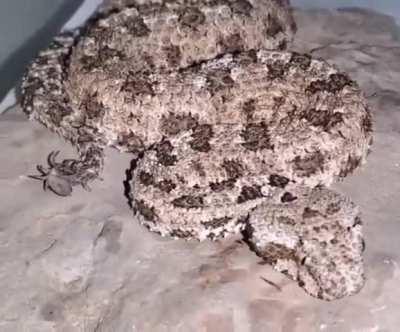 Spider-tailed horned viper is a rare and highly venomous snake that uses its tail as bait for birds. The tail with which she waves looks like a spider, and the viper itself blends perfectly with the landscape.