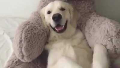 Teddy bear trust fall