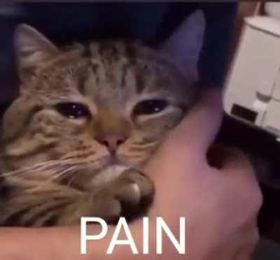 There is no meme just pain
