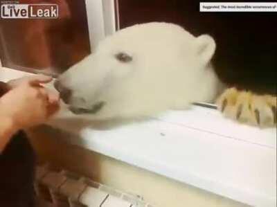 Backyard critter saying hello