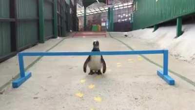 Athletic penguin